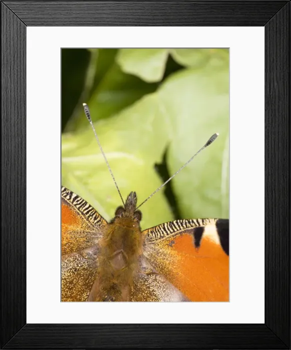 Framed Print : Peacock butterfly (Inachis io), close up of antennae. Dorset Framed Print : Peacock butterfly (Inachis io), close up of antennae. Dorset