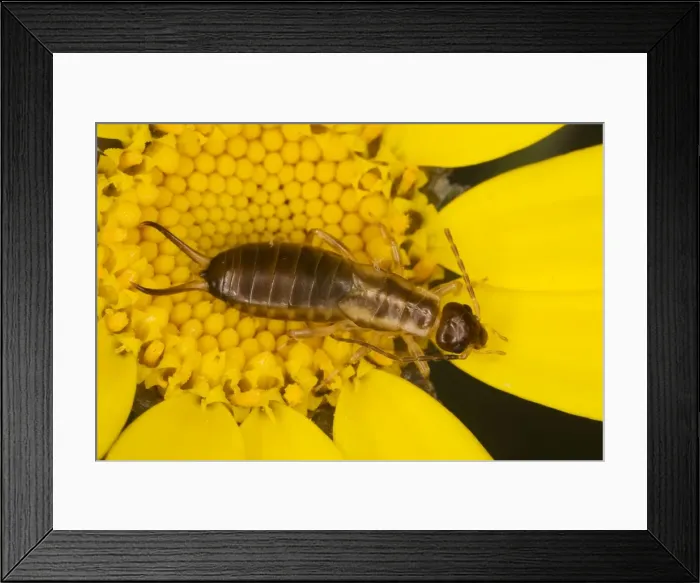 Framed Print : Common Earwig (Forficula auricularia) in corn marigold (Chrysanthemum segetum); Dorset Framed Print : Common Earwig (Forficula auricularia) in corn marigold (Chrysanthemum segetum); Dorset