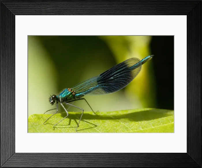 Framed Print : Male Banded Demoiselle (Calopteryx splendens = Agrion splendens), resting. Dorset Framed Print : Male Banded Demoiselle (Calopteryx splendens = Agrion splendens), resting. Dorset