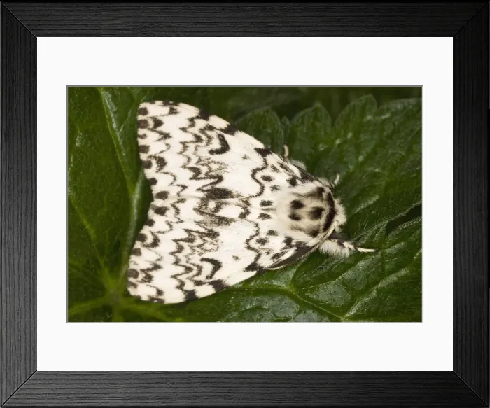 Framed Print : Black Arches (Lymantria dispar), Dorset Framed Print : Black Arches (Lymantria dispar), Dorset