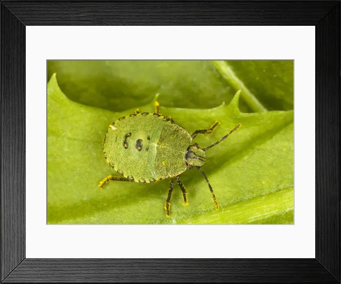 Framed Print : Nymph of Common Green Shield Bug (Palomina prasina). Dorset Framed Print : Nymph of Common Green Shield Bug (Palomina prasina). Dorset