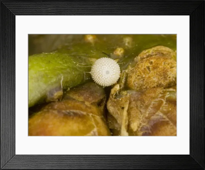 Framed Print : Egg of Purple Hairstreak (Quercusia quercus) on oak bud. Dorset Framed Print : Egg of Purple Hairstreak (Quercusia quercus) on oak bud. Dorset