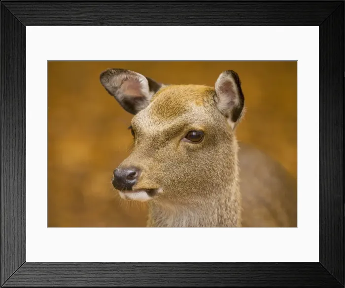 Framed Print : Sika Deer (Cervus nippon) young female in beech woodland. Naturalised in UK. Dorset Framed Print : Sika Deer (Cervus nippon) young female in beech woodland. Naturalised in UK. Dorset