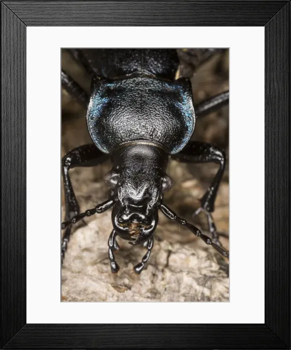 Framed Print : Violet Ground Beetle (Carabus violaceus), close-up. Dorset Framed Print : Violet Ground Beetle (Carabus violaceus), close-up. Dorset