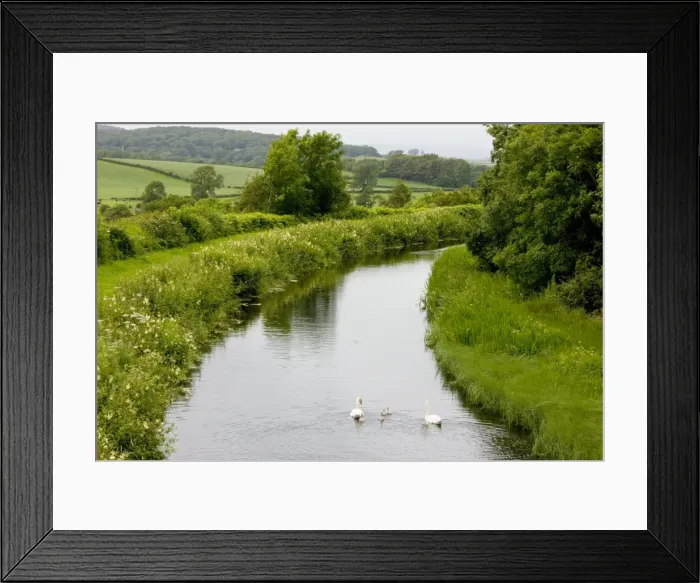 Framed Print : Mute Swan - Lancaster Canal, near Carnforth, Lancashire - with towpath and very flowery banks Framed Print : Mute Swan - Lancaster Canal, near Carnforth, Lancashire - with towpath and very flowery banks