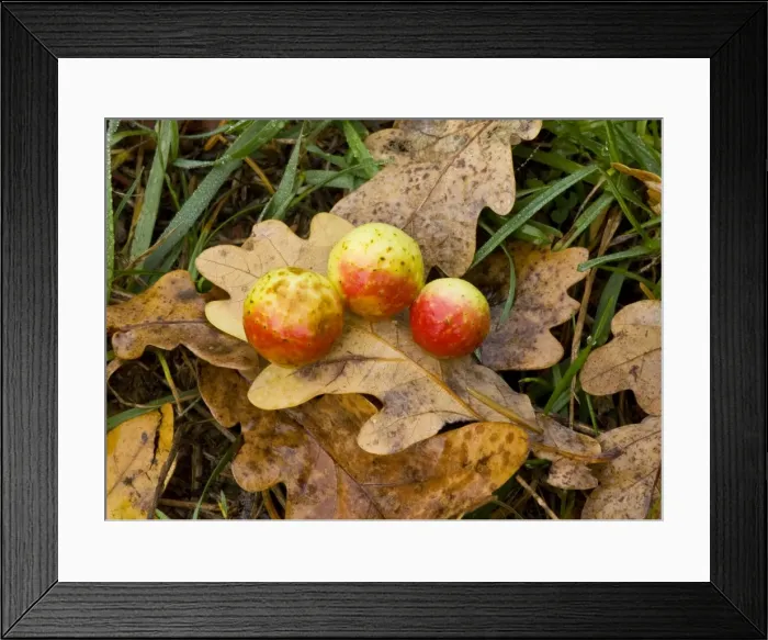 Framed Print : Cherry galls caused by a gall wasp Cynips quercusifolii on oak leaf; autumn. Romania Framed Print : Cherry galls caused by a gall wasp Cynips quercusifolii on oak leaf; autumn. Romania