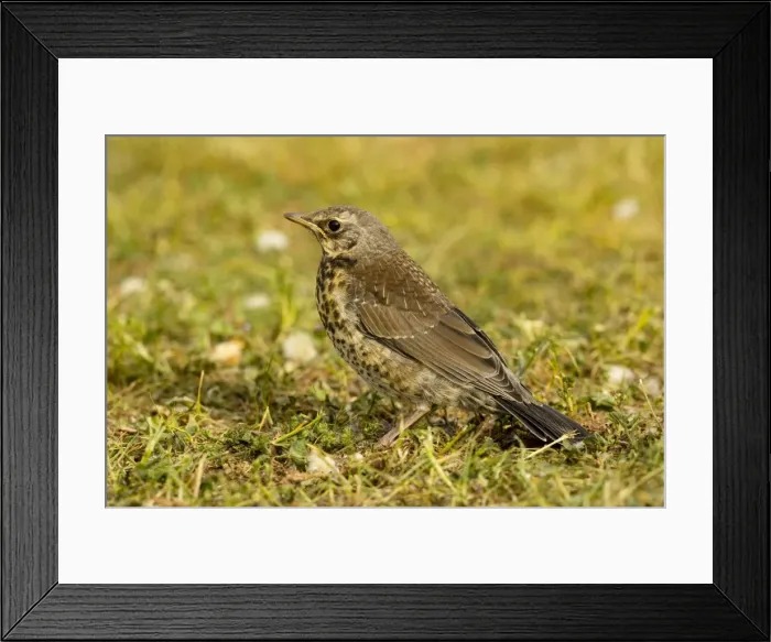 Framed Print : Fieldfare - Young on grass, Sweden Framed Print : Fieldfare - Young on grass, Sweden