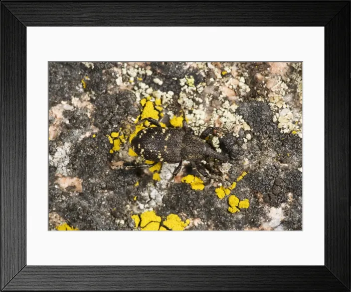 Framed Print : Pine Weevil - on lichen-covered rock. Sweden Framed Print : Pine Weevil - on lichen-covered rock. Sweden