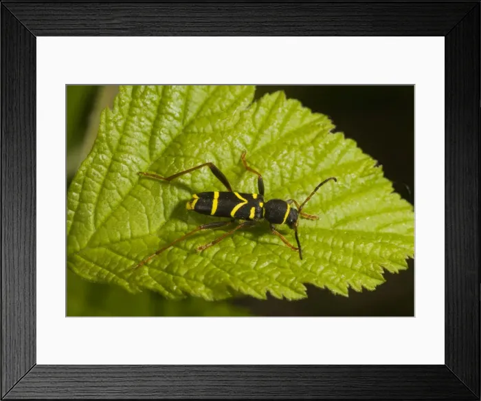Framed Print : Wasp Beetle - on leaf. Larvae live in dead wood. Sweden Framed Print : Wasp Beetle - on leaf. Larvae live in dead wood. Sweden