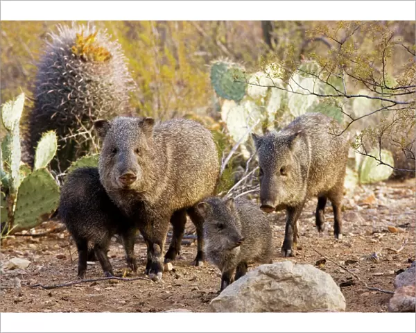Collared Peccaries  /  Javelinas - Family group in the desert of south-west Arizona USA