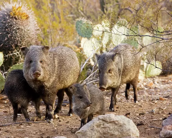 Collared Peccaries  /  Javelinas - Family group in the desert of south-west Arizona USA