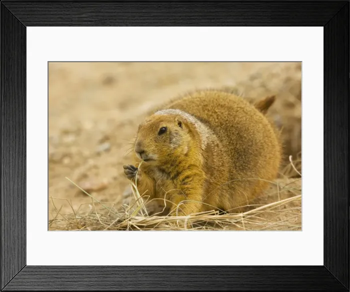 Framed Print : Black-tailed Prairie Dog - With grass in mouth - from the great plains, USA Framed Print : Black-tailed Prairie Dog - With grass in mouth - from the great plains, USA