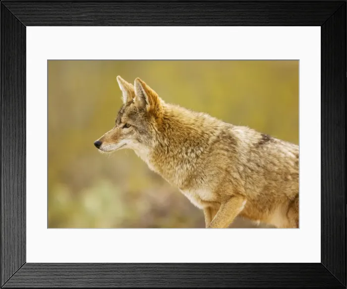Framed Print : Coyote - Arizona - USA Framed Print : Coyote - Arizona - USA