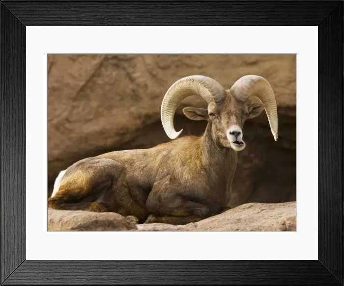 Framed Print : Male Desert Bighorn Sheep - Lying down - Arizona, USA Framed Print : Male Desert Bighorn Sheep - Lying down - Arizona, USA