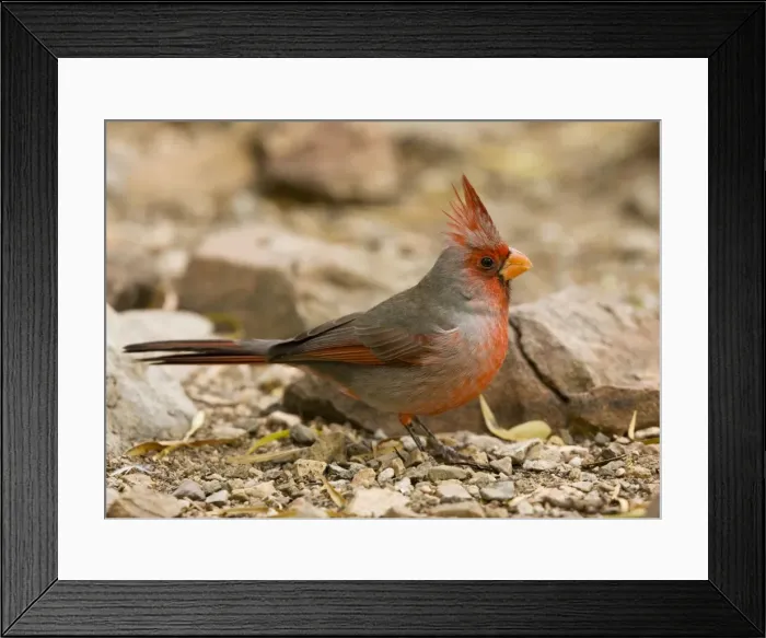 Framed Print : Pyrrhuloxia - male, on ground; Sonoran desert, Arizona Framed Print : Pyrrhuloxia - male, on ground; Sonoran desert, Arizona