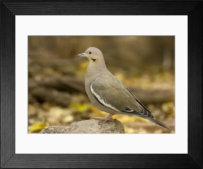 Framed Print : White-winged dove - Arizona, USA Framed Print : White-winged dove - Arizona, USA