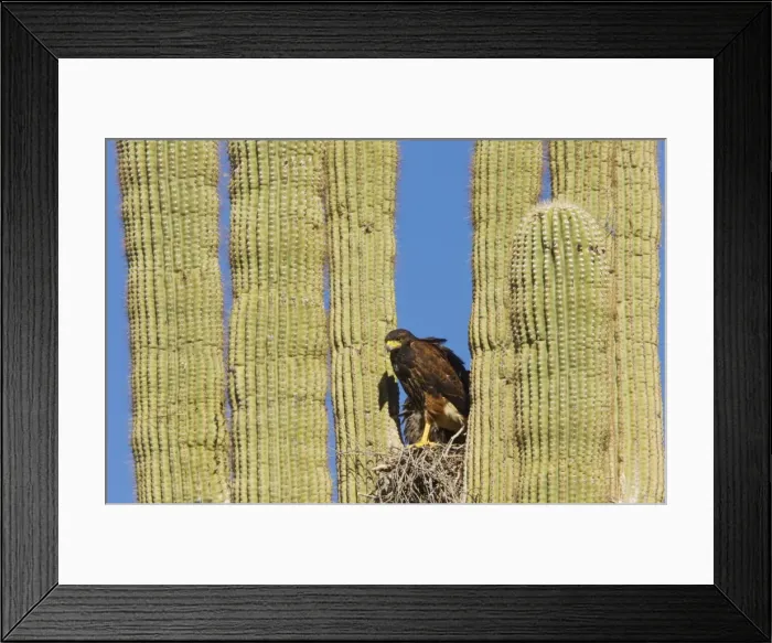 Framed Print : Harris's Hawk - at the nest in a Saguaro cactus (Carnegiea gigantea) Sonoran desert, Arizona Framed Print : Harris's Hawk - at the nest in a Saguaro cactus (Carnegiea gigantea) Sonoran desert, Arizona