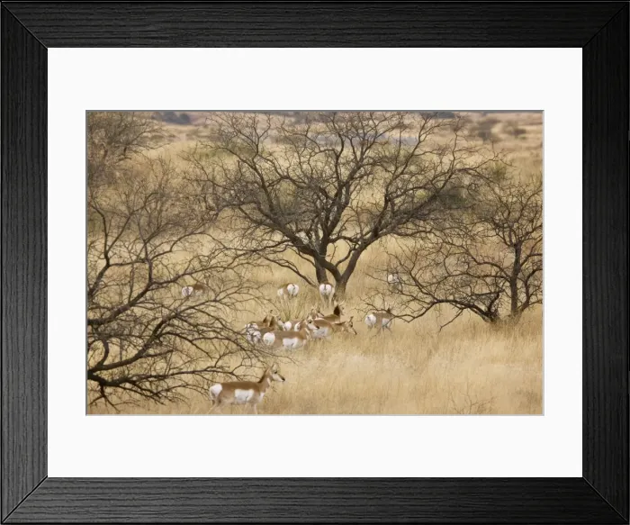 Framed Print : Pronghorn Herd / Antelope / Prong Buck - in the form known as Sonoran Pronghorn ssp. sonoriensis- in the savannah grasslands of south-east Arizona - USA Framed Print : Pronghorn Herd / Antelope / Prong Buck - in the form known as Sonoran Pronghorn ssp. sonoriensis- in the savannah grasslands of south-east Arizona - USA
