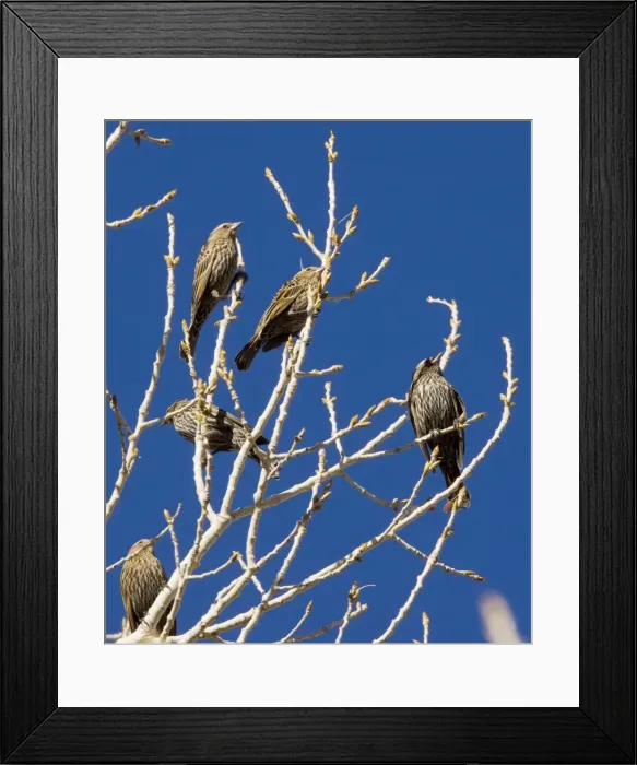 Framed Print : Red-headed Blackbirds - Flock of females in winter perched in tree - South-east Arizona USA Framed Print : Red-headed Blackbirds - Flock of females in winter perched in tree - South-east Arizona USA