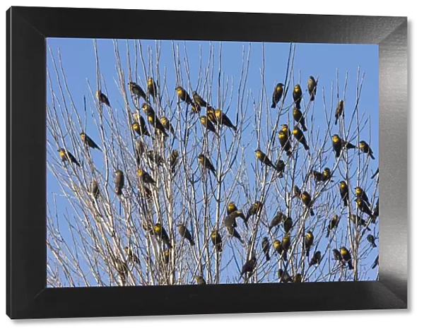 Yellow-headed Blackbirds - Flock perched in tree - Winter - South-east Arizona USA