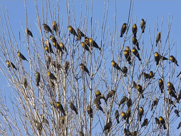 Yellow-headed Blackbirds - Flock perched in tree - Winter - South-east Arizona USA