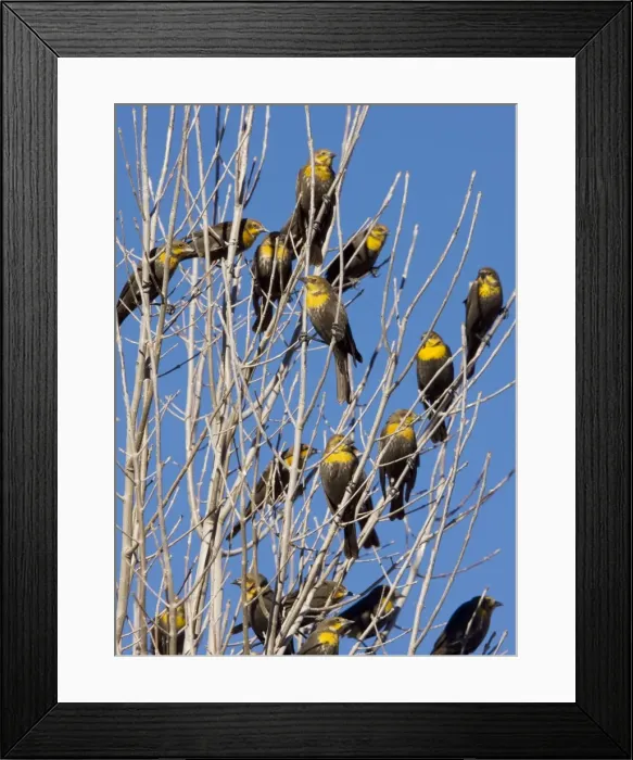Framed Print : Yellow-headed Blackbirds - Flock perched in tree - Winter - South-east Arizona USA Framed Print : Yellow-headed Blackbirds - Flock perched in tree - Winter - South-east Arizona USA