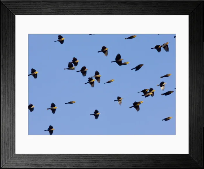 Framed Print : Yellow-headed Blackbirds - Flock in flight - Winter - South-east Arizona USA Framed Print : Yellow-headed Blackbirds - Flock in flight - Winter - South-east Arizona USA