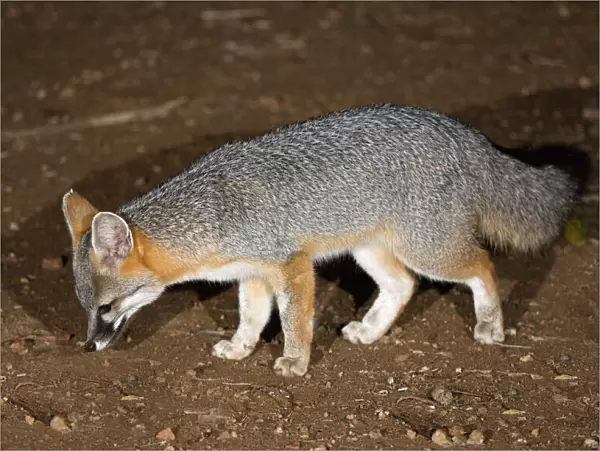 Gray Fox - feeding at night in the Sonoran desert, Arizona