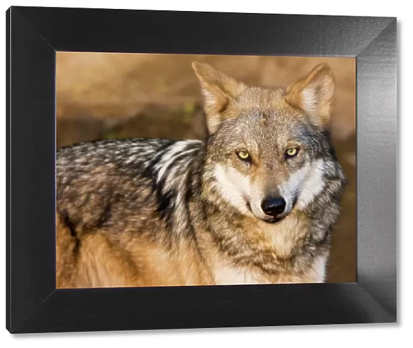 Mexican Gray Wolf - Arizona, USA