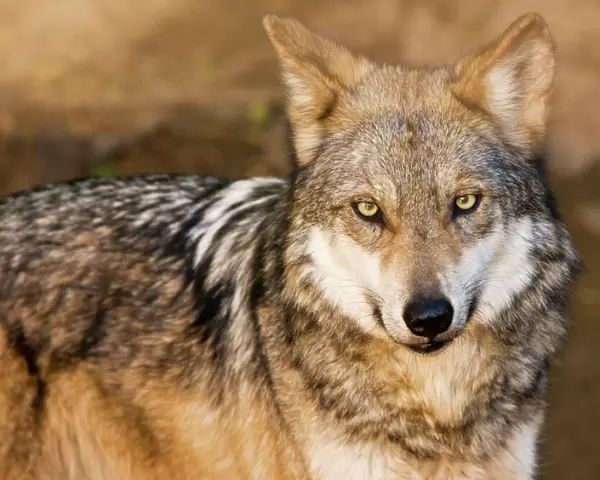 Mexican Gray Wolf - Arizona, USA