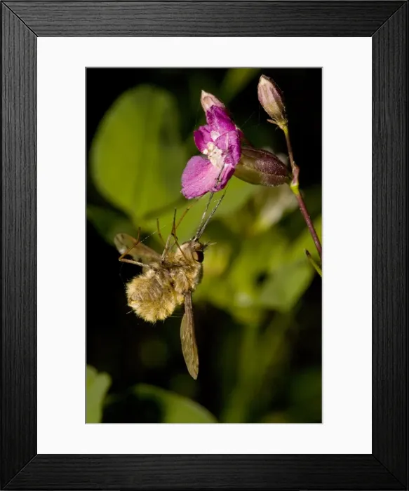 Framed Print : Bee-Fly - caught by the sticky viscid hairs of Sticky catchfly (Lychnis viscaria) Framed Print : Bee-Fly - caught by the sticky viscid hairs of Sticky catchfly (Lychnis viscaria)