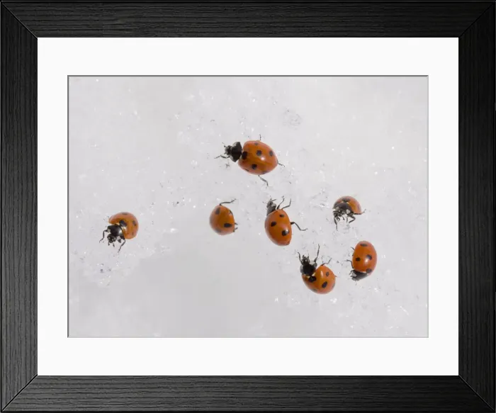 Framed Print : 7-spot ladybirds gathered en masse in the snow at 2000 metres in the Middle Atlas Mountains, Morocco Framed Print : 7-spot ladybirds gathered en masse in the snow at 2000 metres in the Middle Atlas Mountains, Morocco