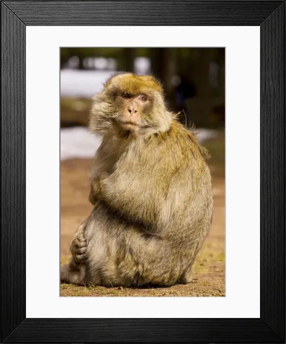 Framed Print : Barbary Ape / Macaque - Middle Atlas Mountains, Morocco Framed Print : Barbary Ape / Macaque - Middle Atlas Mountains, Morocco