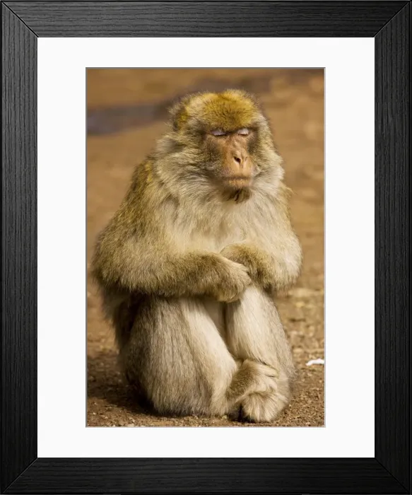 Framed Print : Barbary Ape / Macaque - with eyes closed; in the Middle Atlas Mountains, Morocco Framed Print : Barbary Ape / Macaque - with eyes closed; in the Middle Atlas Mountains, Morocco