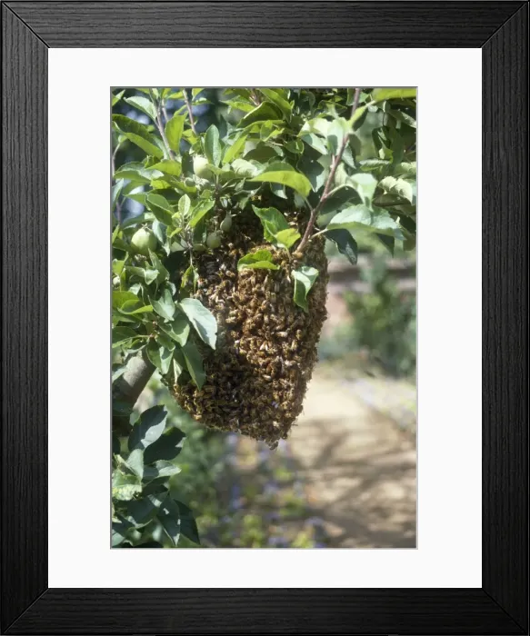 Framed Print : Bee Swarm - on apple tree Framed Print : Bee Swarm - on apple tree