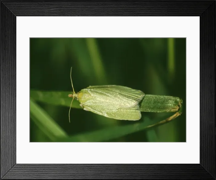 Framed Print : Green Oak Roller Moth ROG 3646 Tortrix viridana © Bob Gibbons / ARDEA LONDON Framed Print : Green Oak Roller Moth ROG 3646 Tortrix viridana © Bob Gibbons / ARDEA LONDON