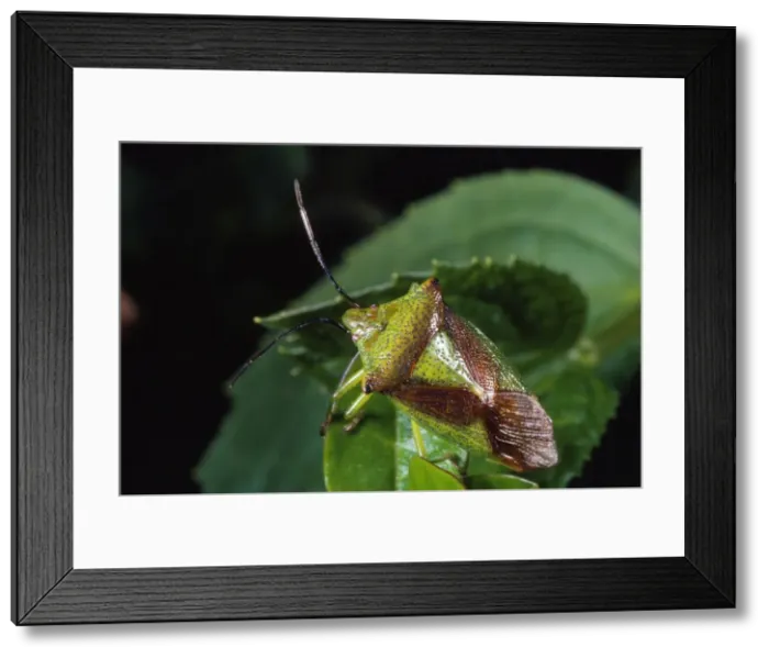 Framed Print : Hawthorn Shieldbug Ringwood Hampshire UK Framed Print : Hawthorn Shieldbug Ringwood Hampshire UK