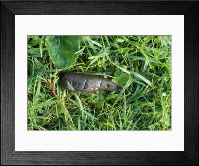 Framed Print : Otter dropping Framed Print : Otter dropping