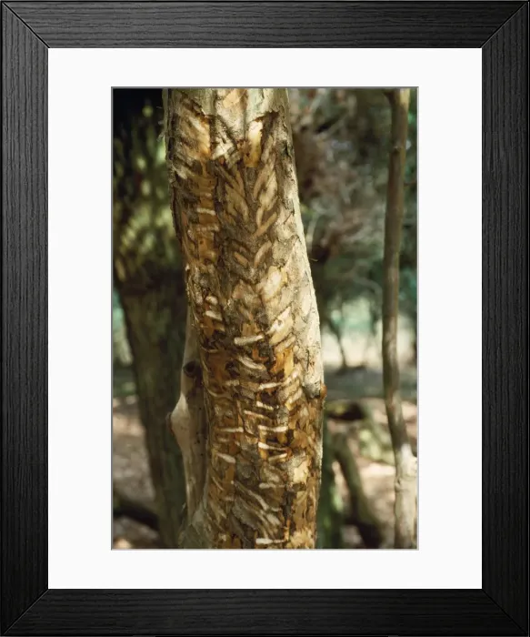 Framed Print : Fallow Deer - rubbing antlers againsy Holly Tree, showing damage Framed Print : Fallow Deer - rubbing antlers againsy Holly Tree, showing damage