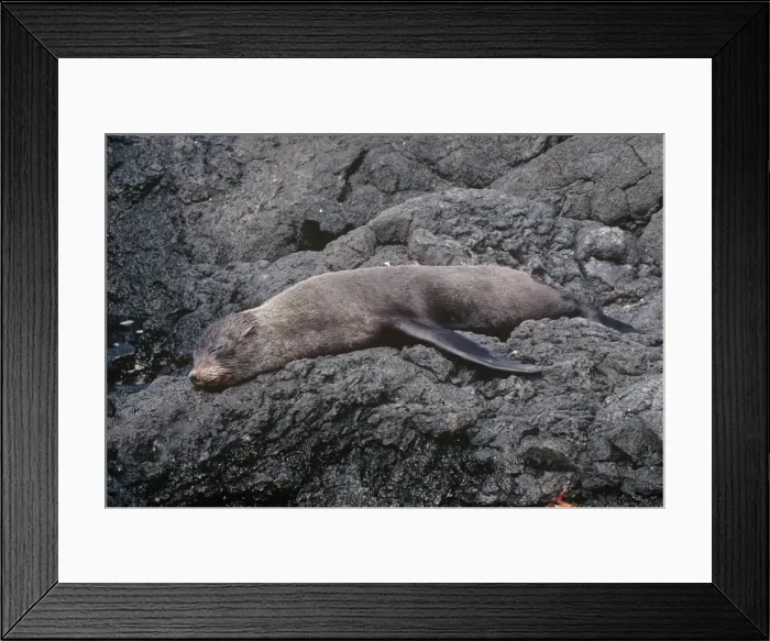 Framed Print : Galapagos Fur Seal - endemic San Salvador Island Galapagos Islands Framed Print : Galapagos Fur Seal - endemic San Salvador Island Galapagos Islands