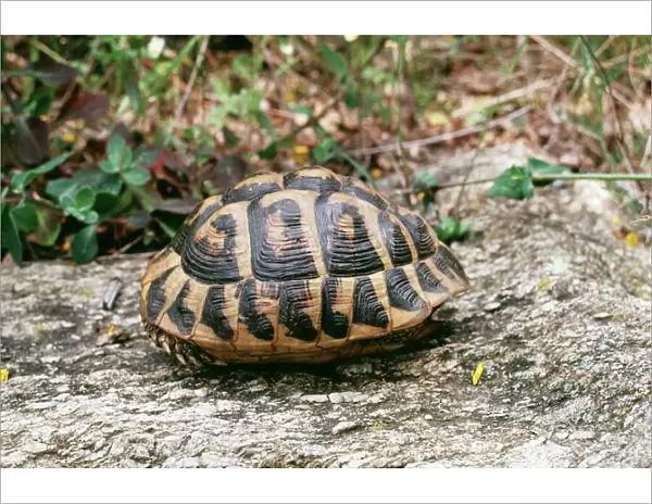 Hermanns Tortoise ROG 7049 Testudo hermanni - Adult. Maouis, France © Bob Gibbons ARDEA LONDON
