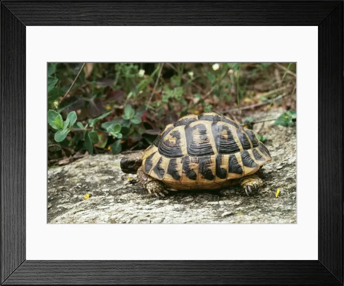 Framed Print : Hermanns Tortoise ROG 7050 Testudo Hermann - South France © Bob Gibbons ARDEA LONDON Framed Print : Hermanns Tortoise ROG 7050 Testudo Hermann - South France © Bob Gibbons ARDEA LONDON
