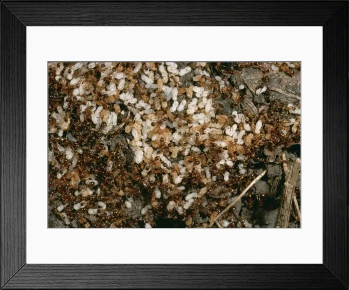 Framed Print : Red Ants Nest ROG 7822 Garden Myrmica sp. © Bob Gibbons / ARDEA LONDON Framed Print : Red Ants Nest ROG 7822 Garden Myrmica sp. © Bob Gibbons / ARDEA LONDON