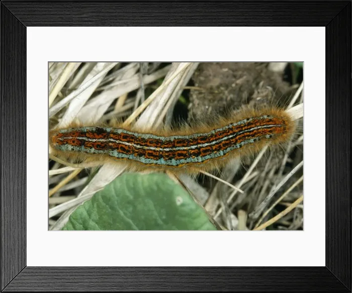 Framed Print : Larva of Lackey Moth ROG 7895 Malacosoma neustria © Bob Gibbons / ARDEA LONDON Framed Print : Larva of Lackey Moth ROG 7895 Malacosoma neustria © Bob Gibbons / ARDEA LONDON