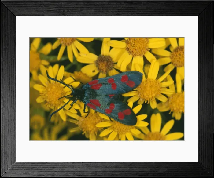 Framed Print : 6-Spot Burnet Moth ROG 7898 On Ragwort, Cornwall UK. Zygaena filipendulae © Bob Gibbons / ARDEA LONDON Framed Print : 6-Spot Burnet Moth ROG 7898 On Ragwort, Cornwall UK. Zygaena filipendulae © Bob Gibbons / ARDEA LONDON