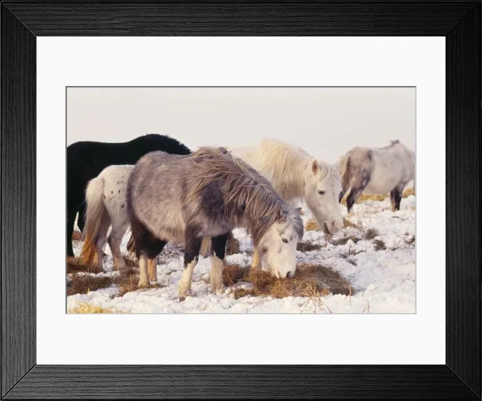 Framed Print : Welsh Mountain Ponies Rog 8022 (Horse) in snow Black Mountains © Bob Gibbons / ARDEA LONDON Framed Print : Welsh Mountain Ponies Rog 8022 (Horse) in snow Black Mountains © Bob Gibbons / ARDEA LONDON