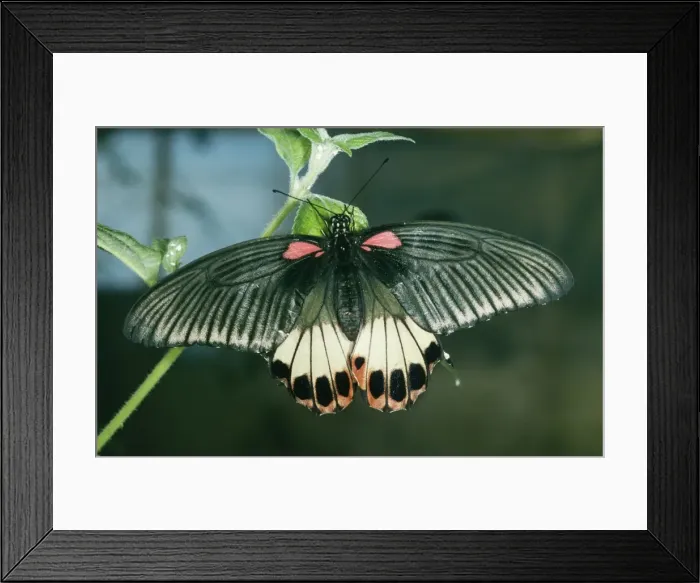 Framed Print : Great Mormon ROG 8897 Female. Sri Lanka, India, Japan, S. China to Sulawesi Philippines, Asia. Papilio memnon © Bob Gibbons / ARDEA LONDON Framed Print : Great Mormon ROG 8897 Female. Sri Lanka, India, Japan, S. China to Sulawesi Philippines, Asia. Papilio memnon © Bob Gibbons / ARDEA LONDON