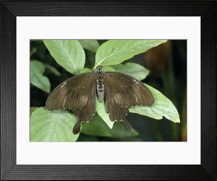 Framed Print : Crow Swallowtail Butterfly China Framed Print : Crow Swallowtail Butterfly China