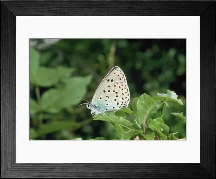 Framed Print : Large Blue Butterfly Pyrenees Framed Print : Large Blue Butterfly Pyrenees