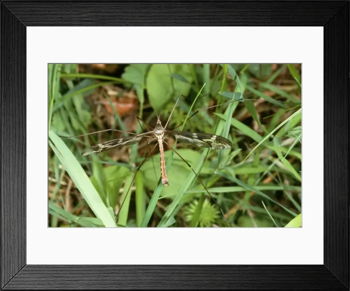 Framed Print : ROG-9831. ROG-8931. Large Crane Fly / Daddy-Long-Legs Framed Print : ROG-9831. ROG-8931. Large Crane Fly / Daddy-Long-Legs